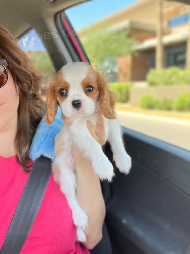 Prod�m mini o�kovan� �t��ata Kaval�r King Charles Spaniel.