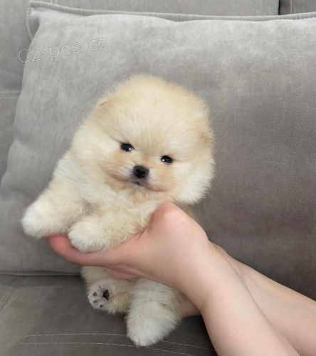Hygienicky vy�kolen� miniaturn� �t��ata pomeranian� na prodej.