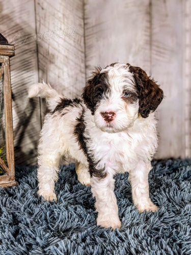 O�kovan� a od�erven� mini �t��ata portugalsk�ho vodn�ho psa k adopci