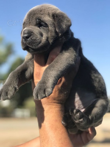 Prod�m zdrav� o�kovan� �t��ata italsk�ho Cane Corso