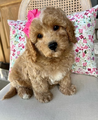 Prod�m o�kovan� a od�erven� �t��ata Cavapoo mini.