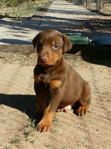 �teniatka dobermana.