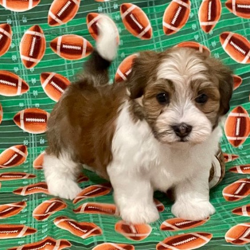 Pred�m rozko�n� a zdrav� �teniatka havanese.