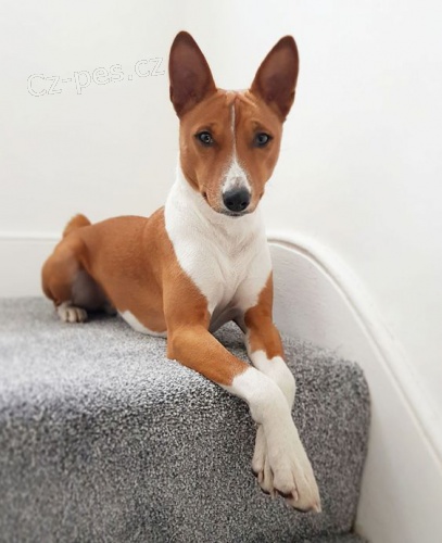 Prod�m kr�sn� o�kovan� a od�erven� �t���tka Basenji