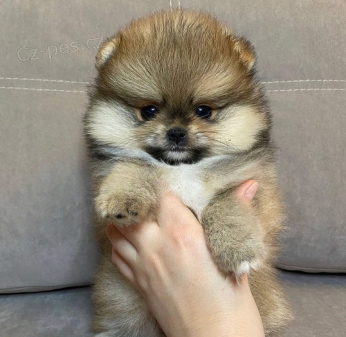 Hygienicky vy�kolen� miniaturn� �t��ata pomeranian� na prodej.