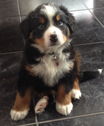 	 Prod�m mini �t��ata bernsk�ho sala�nick�ho psa a feny o�kovan� a od�erven�.