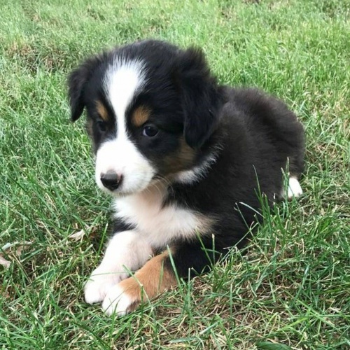 Prod�m roztomil� �t��ata australsk�ho ov��ka