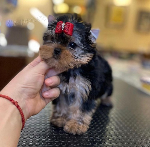 Prod�m roztomil� a kr�sn� miniaturn� �t���tka jork��rsk�ho teri�ra.