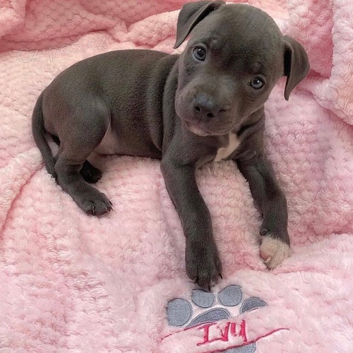 Pred�m zdrav� �teniatka staford��rskeho bulteri�ra