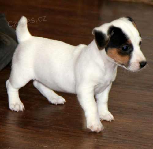 z�skejte k prodeji ��asn� a zdrav� �t��ata jack russell teri�ra.