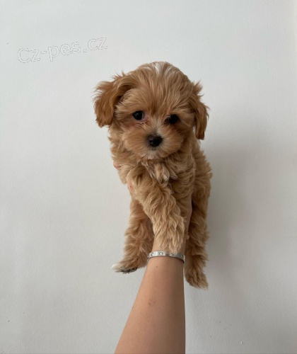 Prod�m ZDRAV� a O�KOVAN� �t��ata Maltipoo.