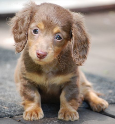 Kr�sn� dlouhosrst� �t��ata jezev��ka velikosti kr�l�ka k dispozici a p�ipravena k prodeji. 