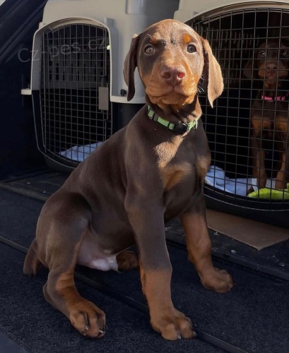 �teniatka dobermana.