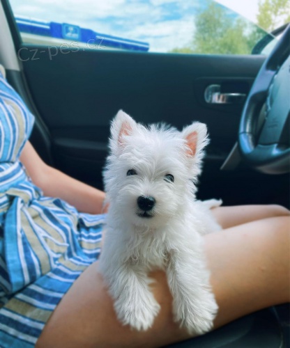 �teniatka West Highland White Terriers