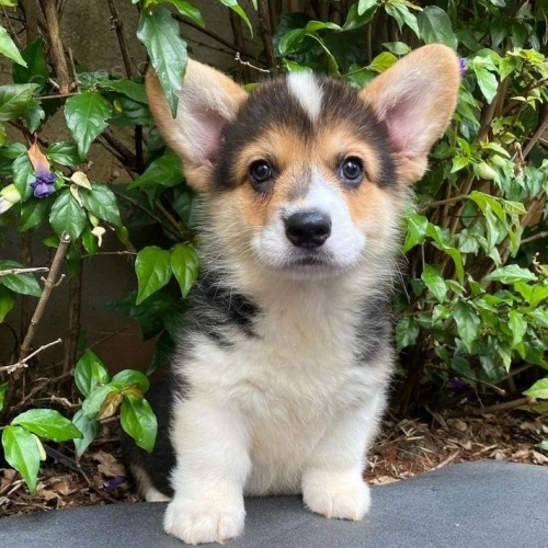 �teniatka Pembroke Welsh Corgi.