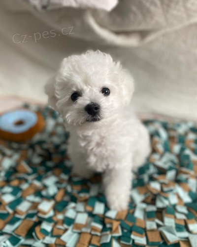 �t��ata bi�onka