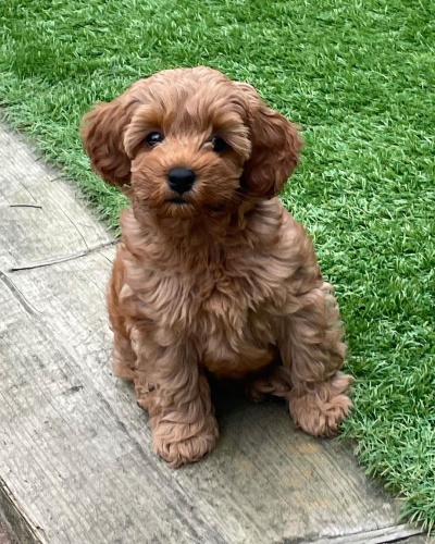 �t��ata Cavapoo mini.