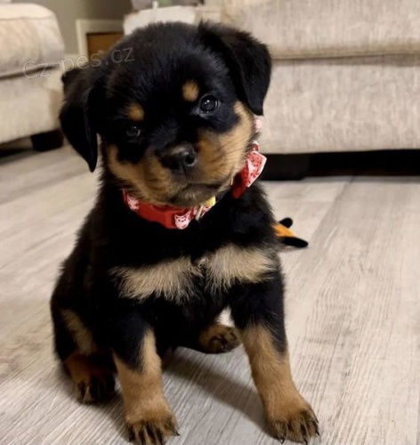 �t���tka rotvajlera.