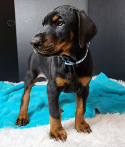 �teniatka dobermana.