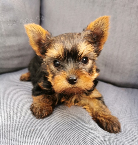 �t��ata jork��rsk�ho teri�ra