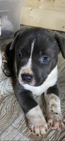 American bully XL �t���tka ABKC