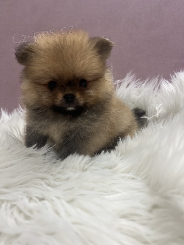 Pomeranian BOO �t��ata