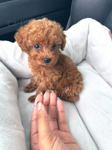 MINI TOY �t��ata pudla