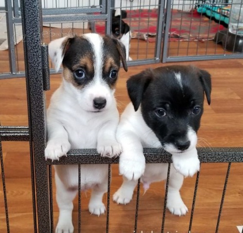 �t��ata jack russell teri�ra.