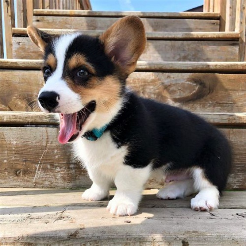 �ern� s p�len�m �t��ata Pembroke Welsh Corgi.