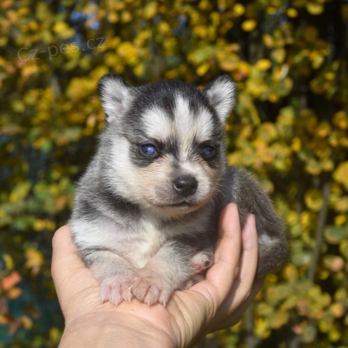Pred�m �teniatka ALASKAN KLEE KAI