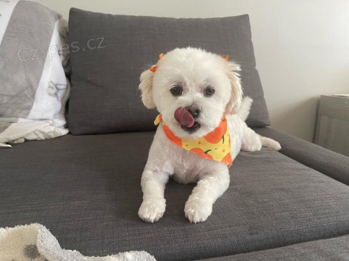 Prod�m zdrav� a o�kovan� �t��ata mini Havamalt.