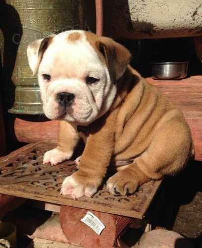 Pred�m kr�sne a anjelsk� �teniatka anglick�ho buldo�ka