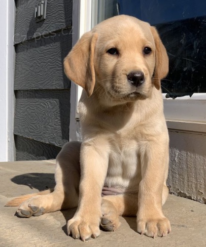 Zdrav� a kr�sn� �t��ata labradorsk�ho retr�vra a pejska na prodej.