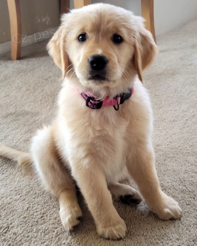 Prod�m ZDRAV� a O�KOVAN� �t��ata zlat�ho retr�vra.