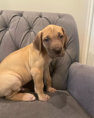 Prod�m zdrav� o�kovan� �t��ata n�meck� dogy