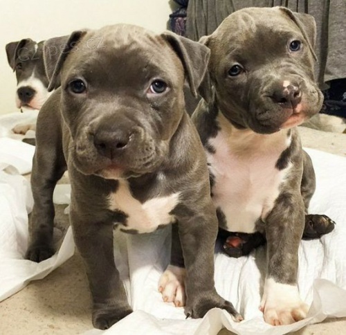 Pred�m zdrav� �teniatka staford��rskeho bulteri�ra