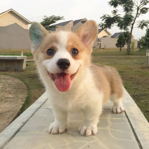 Pred�m kr�sne a anjelsk� �teniatka Pembroke Welsh Corgi.