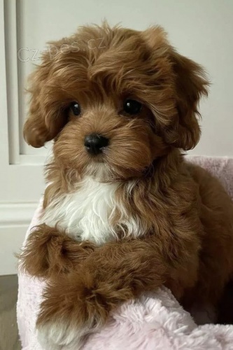 Prod�m o�kovan� a od�erven� �t��ata Cavapoo mini.