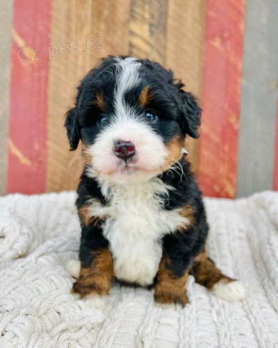 Prod�m zdrav� a o�kovan� mini �t��ata Bernedoodle.
