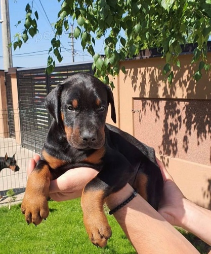 �teniatka dobermana.