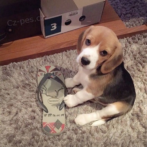 Kr�sn� a rozko�n� �t��ata b�gla k dispozici a p�ipravena k prodeji.