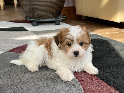 Pred�m rozko�n� a zdrav� �teniatka havanese.