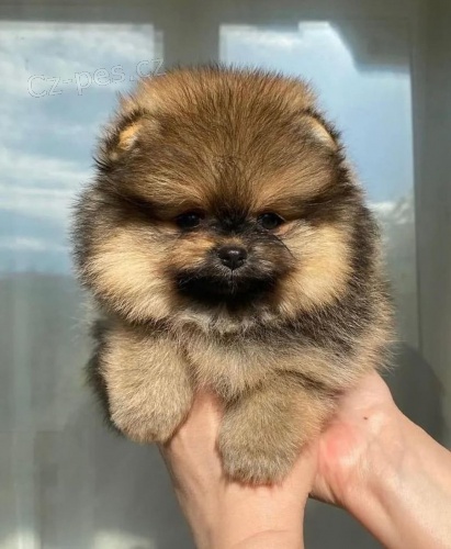 Hygienicky vy�kolen� miniaturn� �t��ata pomeranian� na prodej.