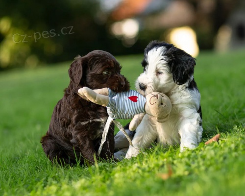 O�kovan� a od�erven� mini �t��ata portugalsk�ho vodn�ho psa k adopci