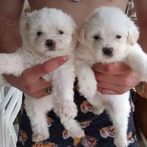 �t���tka Bi�onka s PP