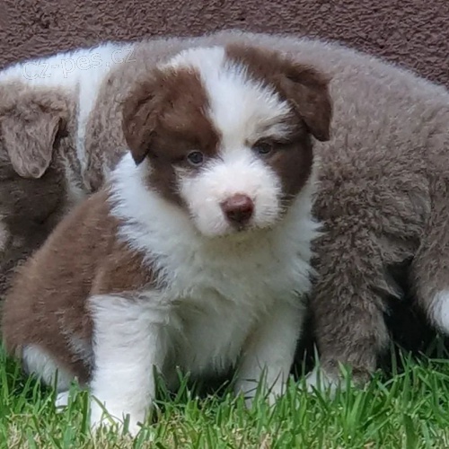 �t��ata australsk�ho ov��ka