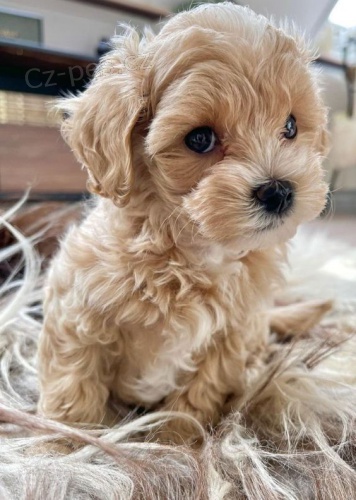 �t��ata Maltipoo.