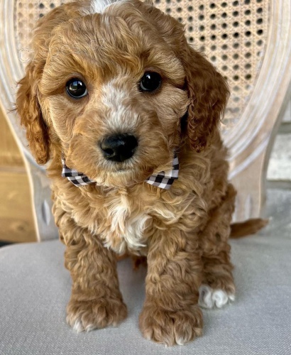 �t��ata Cavapoo mini.