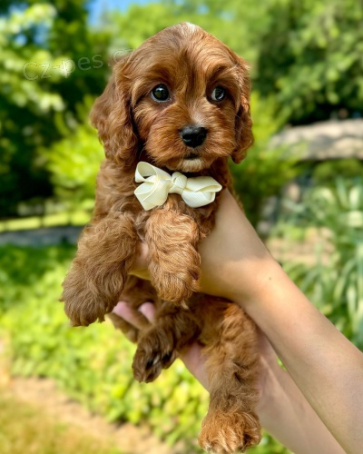 �t��ata Cockapoo na prodej