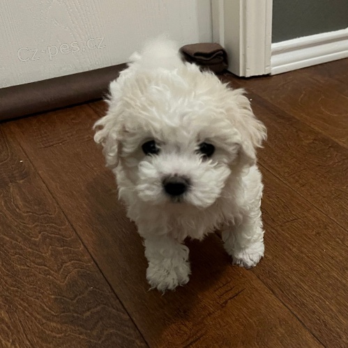 �t��ata bi�onka mini